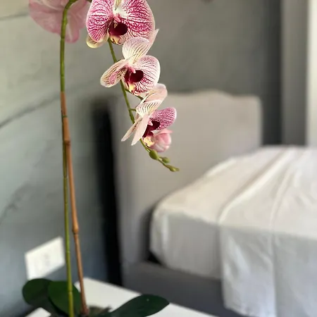 Alison Appartement Tropea